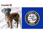 Adopt EVANDER a Boxer, Mastiff