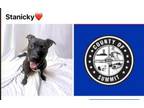 Adopt STANICKY a Pit Bull Terrier