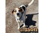 Adopt Gibson a Beagle, Mixed Breed