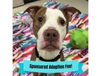 Adopt Billie Joe a Pit Bull Terrier