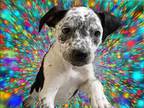 Adopt BARON a Pit Bull Terrier, Australian Cattle Dog / Blue Heeler