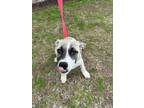 Adopt Squirt a Mixed Breed