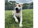 Adopt Dobie a Cattle Dog, Mixed Breed