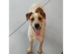 Adopt Leonardo a Cattle Dog