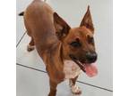 Adopt Raphael a Cattle Dog