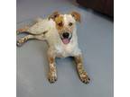 Adopt Michealangelo a Cattle Dog