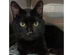 Adopt Booger a Domestic Short Hair