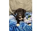 Adopt Axel a Labrador Retriever, Husky