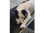 Adopt WALKER a Australian Cattle Dog / Blue Heeler, Border Collie