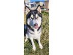 Adopt MAX a Alaskan Malamute, Husky