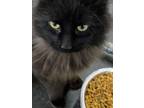 Adopt Blakely a Domestic Long Hair