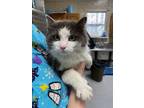 Adopt Dash a Domestic Medium Hair