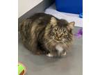 Adopt Pippin a Siberian, Maine Coon