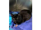 Adopt Ash a Domestic Short Hair