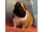 Adopt Nirvana & Elvis a Guinea Pig