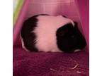 Adopt Elvis & Nirvana a Guinea Pig