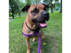 Adopt Zeus a Mixed Breed