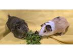 Adopt Marky and Quincy a Guinea Pig