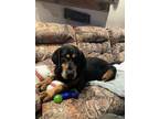 Adopt LeRoy - Resident Angel! (Permanent Sanctuary Foster) a Black and Tan