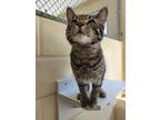 Adopt Terence a Domestic Short Hair
