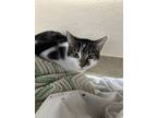 Adopt Lord Milori a Domestic Short Hair