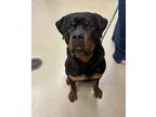 Adopt Munchkin - In Foster a Rottweiler