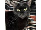 Adopt Jambi a Domestic Short Hair