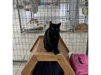 Adopt Delrubio a Domestic Short Hair