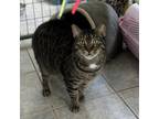 Adopt Pee Wee a Domestic Short Hair