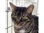 Adopt Cowboy Curtis a Domestic Short Hair