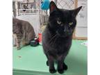 Adopt Captain Carl a Domestic Short Hair