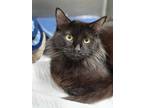 Adopt Merlin a Domestic Long Hair