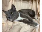 Adopt Cottontail a Domestic Short Hair