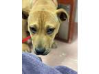 Adopt GONZO a Mixed Breed