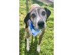 Adopt Bane $25 - FOSTERED a Plott Hound, Mixed Breed