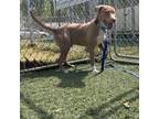 Adopt Peter a Mixed Breed