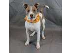 Adopt Fuego a Pit Bull Terrier