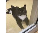 Adopt Benny a Domestic Short Hair