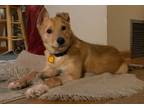 Adopt Crickett a Mixed Breed