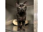 Adopt Blackjack a Domestic Short Hair