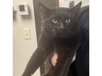 Adopt SALEM-28653 a Domestic Short Hair