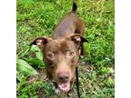 Adopt Red a German Shorthaired Pointer, Pit Bull Terrier