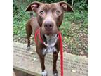 Adopt Red a German Shorthaired Pointer, Pit Bull Terrier