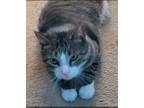 Adopt Tipper a American Shorthair