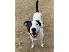 Adopt Alfalfa a Mixed Breed