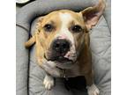 Adopt Milligan a Pit Bull Terrier