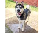 Adopt Sven a Siberian Husky