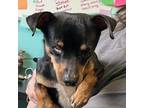 Adopt Swashbuckler a Miniature Pinscher