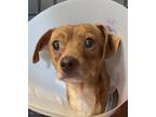 Adopt Snickerdoodle a Mixed Breed