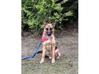 Adopt Bodie a German Shepherd Dog